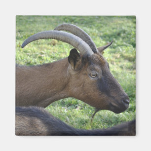 Alpine goat magnet