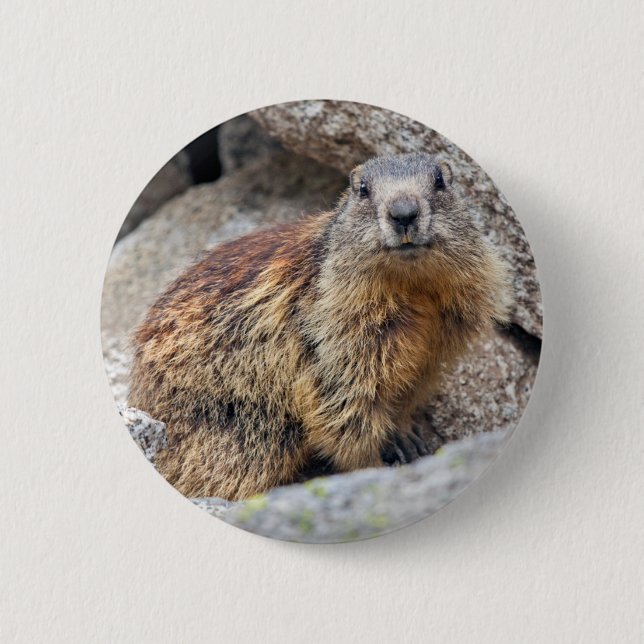 Alpine Marmot Badge 2 Inch Round Button (Front)