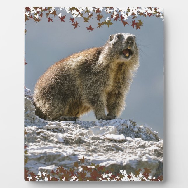 Alpine marmot in leaves frame (Front)