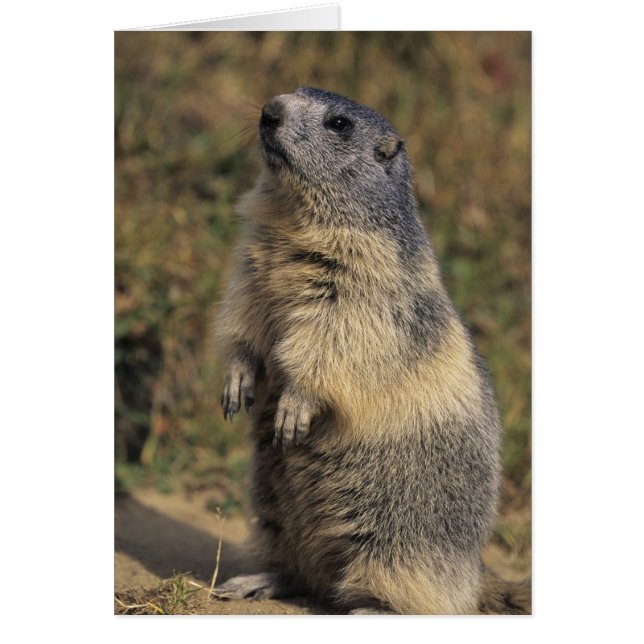 Alpine Marmot, Marmota marmota, adult standing (Front)