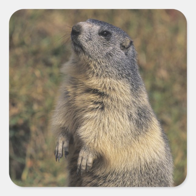 Alpine Marmot, Marmota marmota, adult standing Square Sticker (Front)