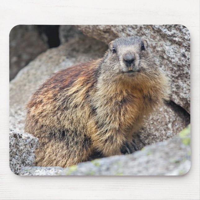 Alpine Marmot Mousemat Mouse Pad (Front)