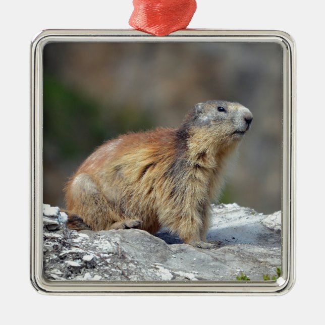Alpine marmot on rock metal ornament (Front)