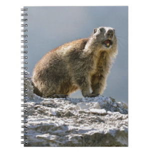 Alpine marmot on rock notebook