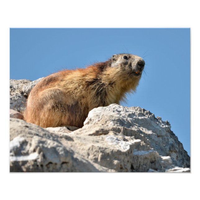 Alpine marmot on rock photo print (Front)