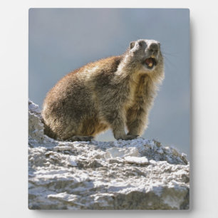 Alpine marmot on rock plaque