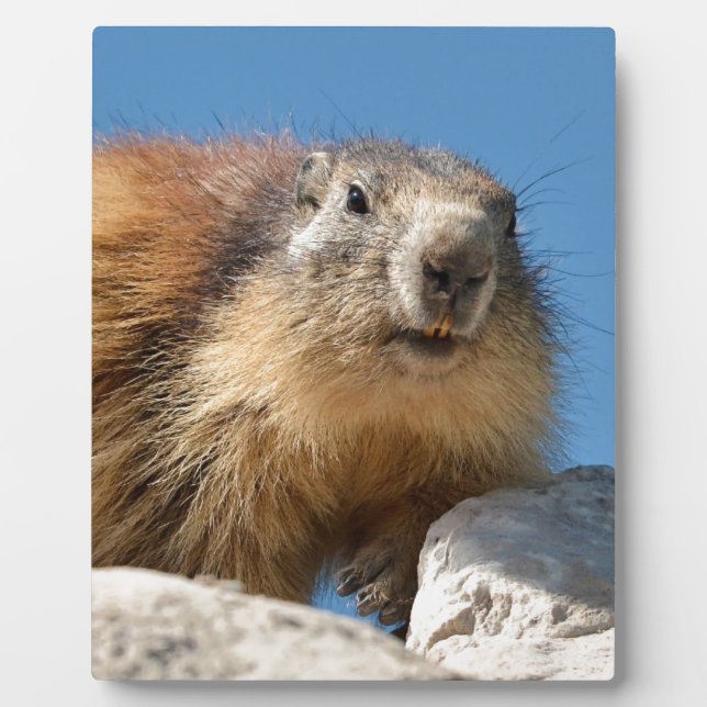 Alpine marmot on rock plaque (Front)