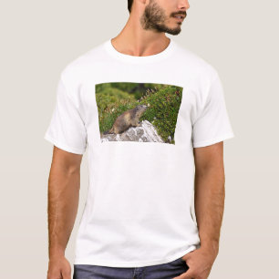 Alpine marmot on rock T-Shirt