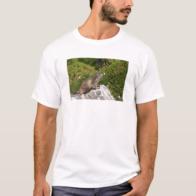 Alpine marmot on rock T-Shirt (Front)