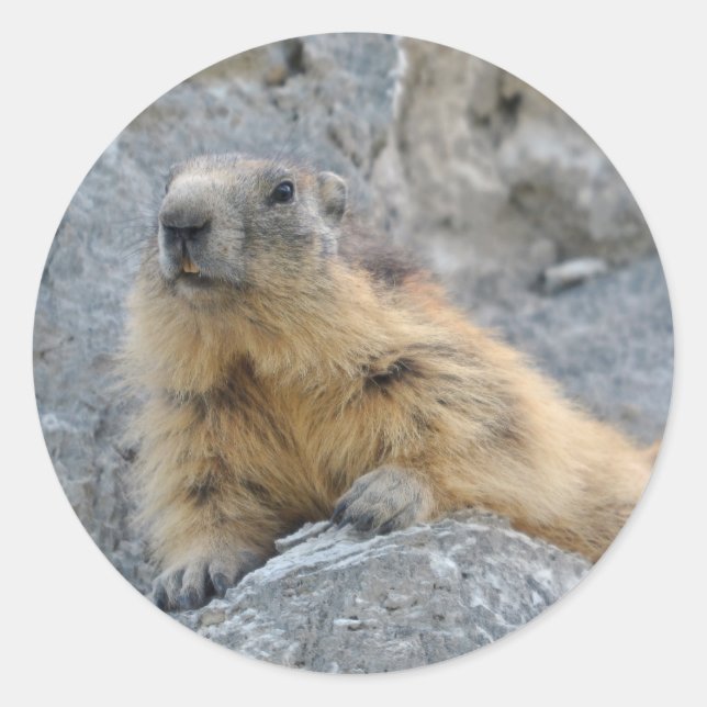 Alpine marmot on the roch classic round sticker (Front)
