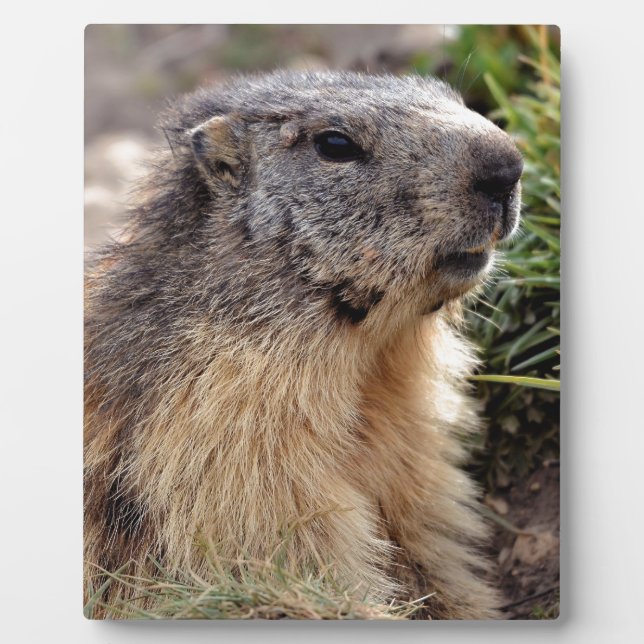 Alpine Marmot Portrait Plaque (Front)