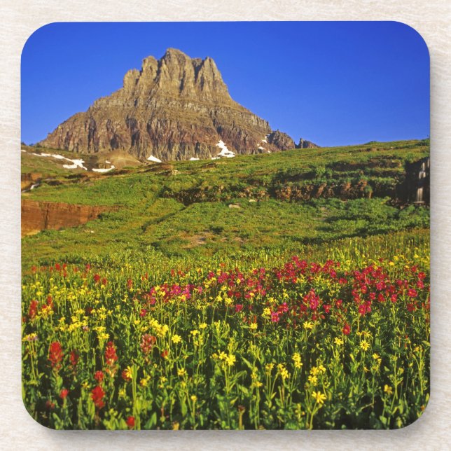 Alpine wildflowers at Logan Pass in Glacier Coaster (Front)