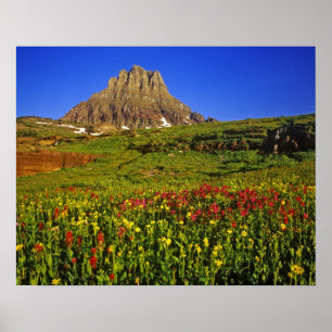 Alpine wildflowers at Logan Pass in Glacier Poster