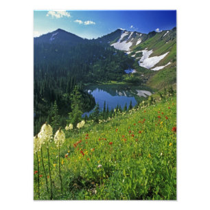 Alpine Wildflowers in the Jewel Basin in the Photo Print