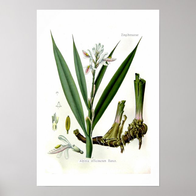 Alpinia officinarum (Galangal) Poster (Front)