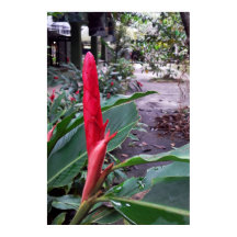 Alpinia purpurata 2