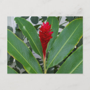Alpinia Purpurata, Mexico Postcard