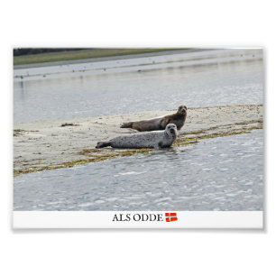 Als Odde/Denmark Seals Photo Print! Print
