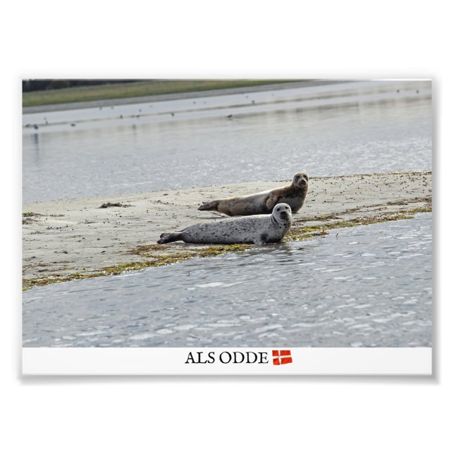Als Odde/Denmark Seals Photo Print! Print (Front)