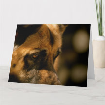 Alsatian Emotions Birthday