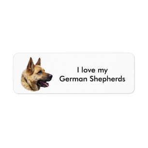 Alsatian German shepherd dog portrait