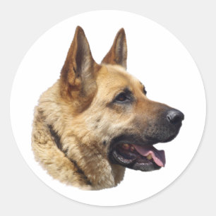 Alsatian German shepherd portrait Classic Round Sticker