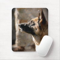 Alsatian Waiting