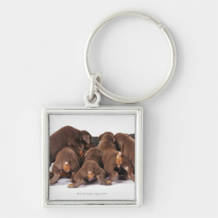 Also Doberman Pincher. Medium-sized domestic dog Keychain