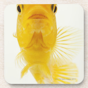 Also known as Comet-tailed goldfish. Hardy Coaster