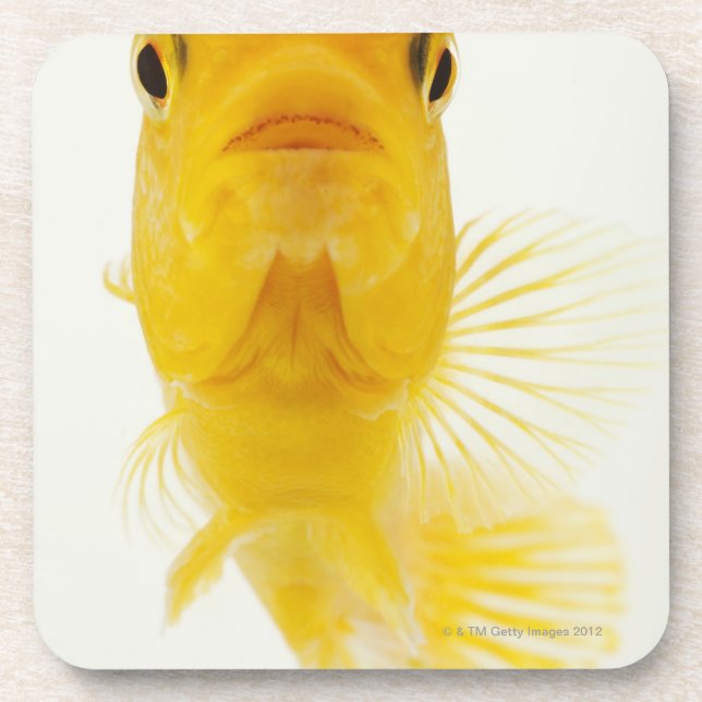 Also known as Comet-tailed goldfish. Hardy Coaster (Front)