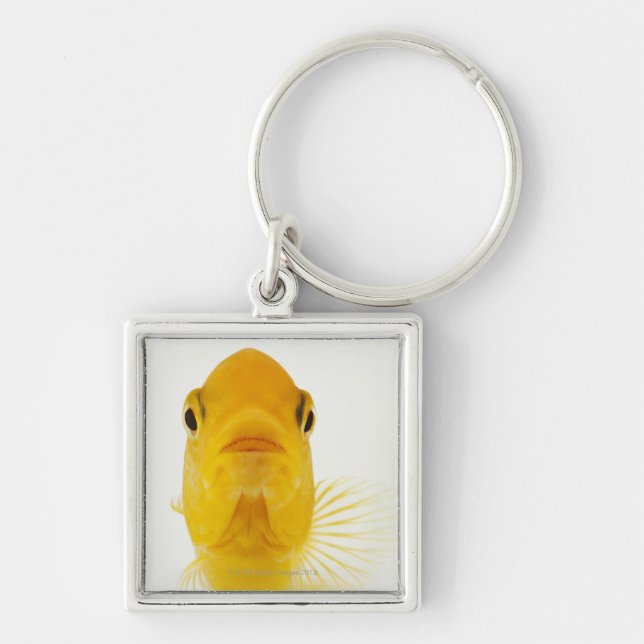 Also known as Comet-tailed goldfish. Hardy Keychain (Front)