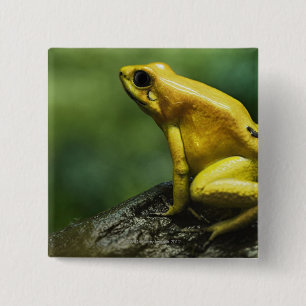 also known as Golden Dart Frog; endemic to the 2 Inch Square Button