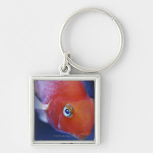 Also known as the Blood Parrot or Bloody Parrot. Keychain