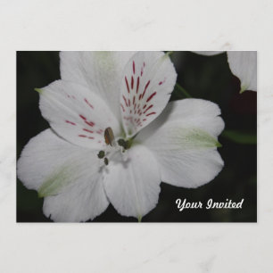Alstroemeria blanche Invitation