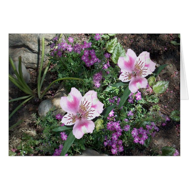 Alstroemeria Flowers (Front Horizontal)