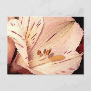Alstroemeria in bloom postcard