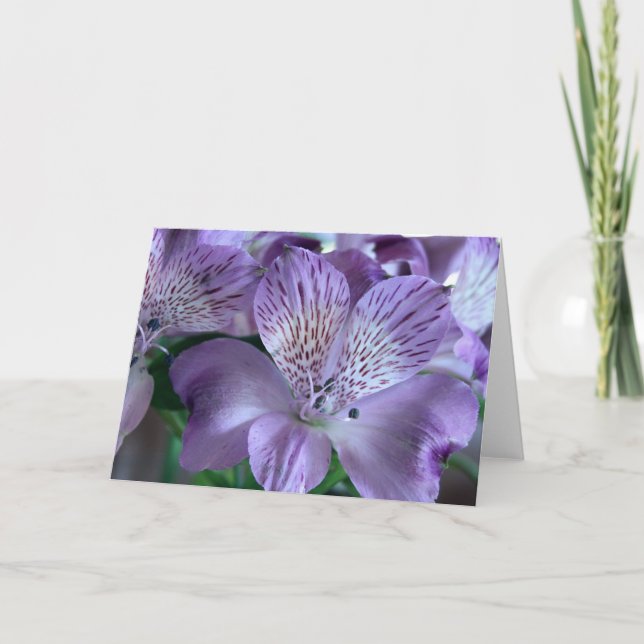 Alstroemeria Lily Blank Card (Front)