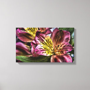 Alstroemeria Peruvian Lily flower Canvas Print