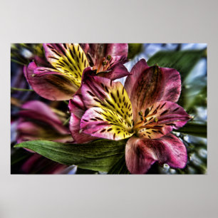 Alstroemeria Peruvian Lily flower poster print