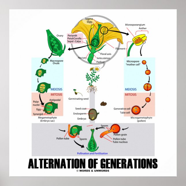Alternation Of Generations (Flower Life Cycle) Poster (Front)