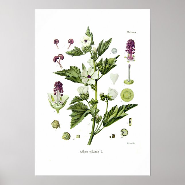 Althaea officinalis poster (Front)
