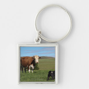 Although Cows and dogs are from different Keychain