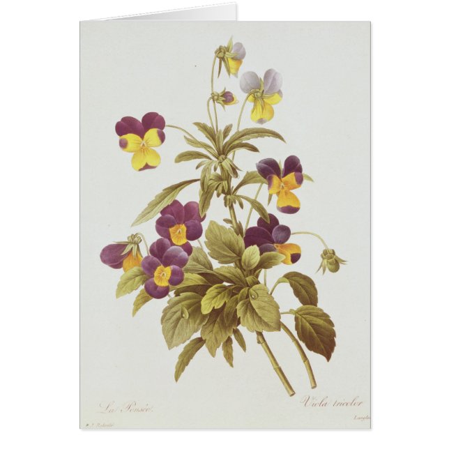 Alto tricolore (Devant)