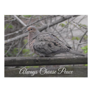 Always Choose Peace   Dove Photo Poster