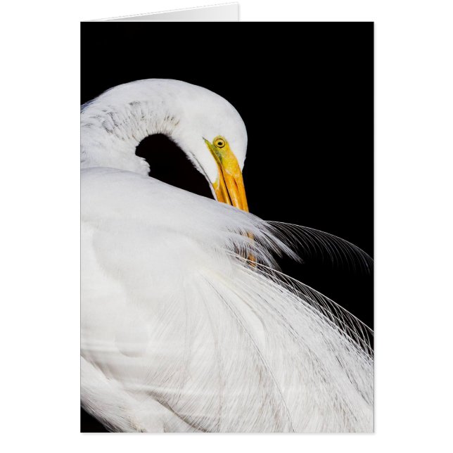 Always Egrets (Front)