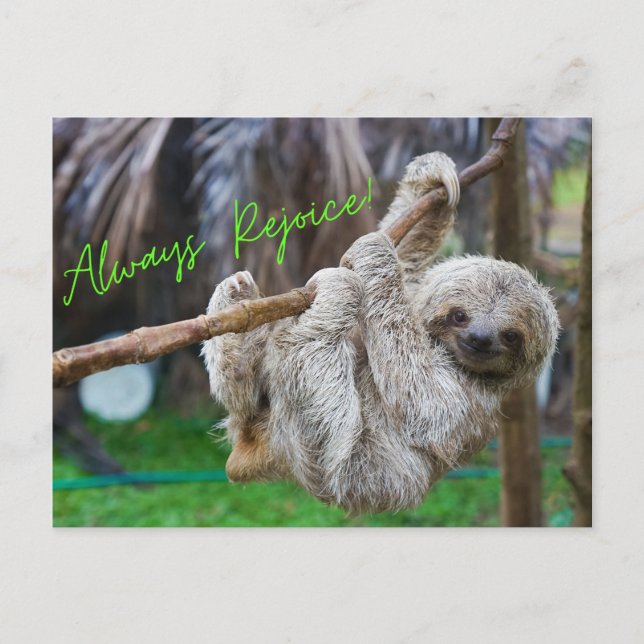 Always Rejoice hanging sloth postcard (Front)