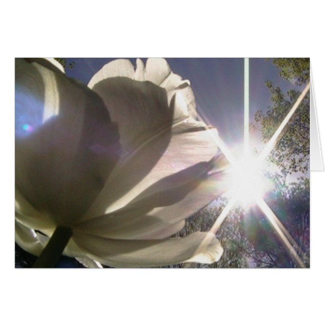 always toward the sunshine (Front Horizontal)