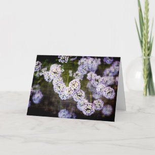 Alyssum sucré en Grunge carte de fête des mères