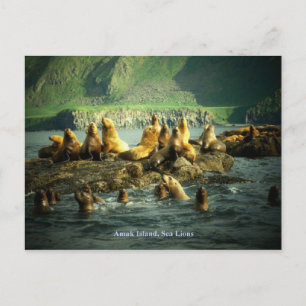 Amak Island Sea Lions Postcard