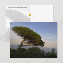Amalfi Coast Umbrella Pine Tree, Italy - postcard